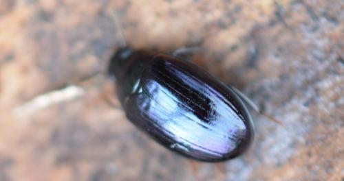 Réf. 334 295 : Platydema violacea